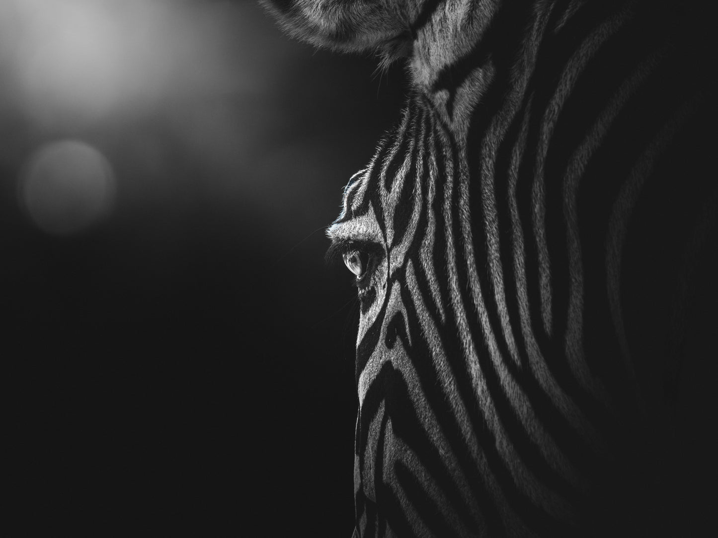 ⚫⚪Mono Collection — Black & White Lightroom Presets