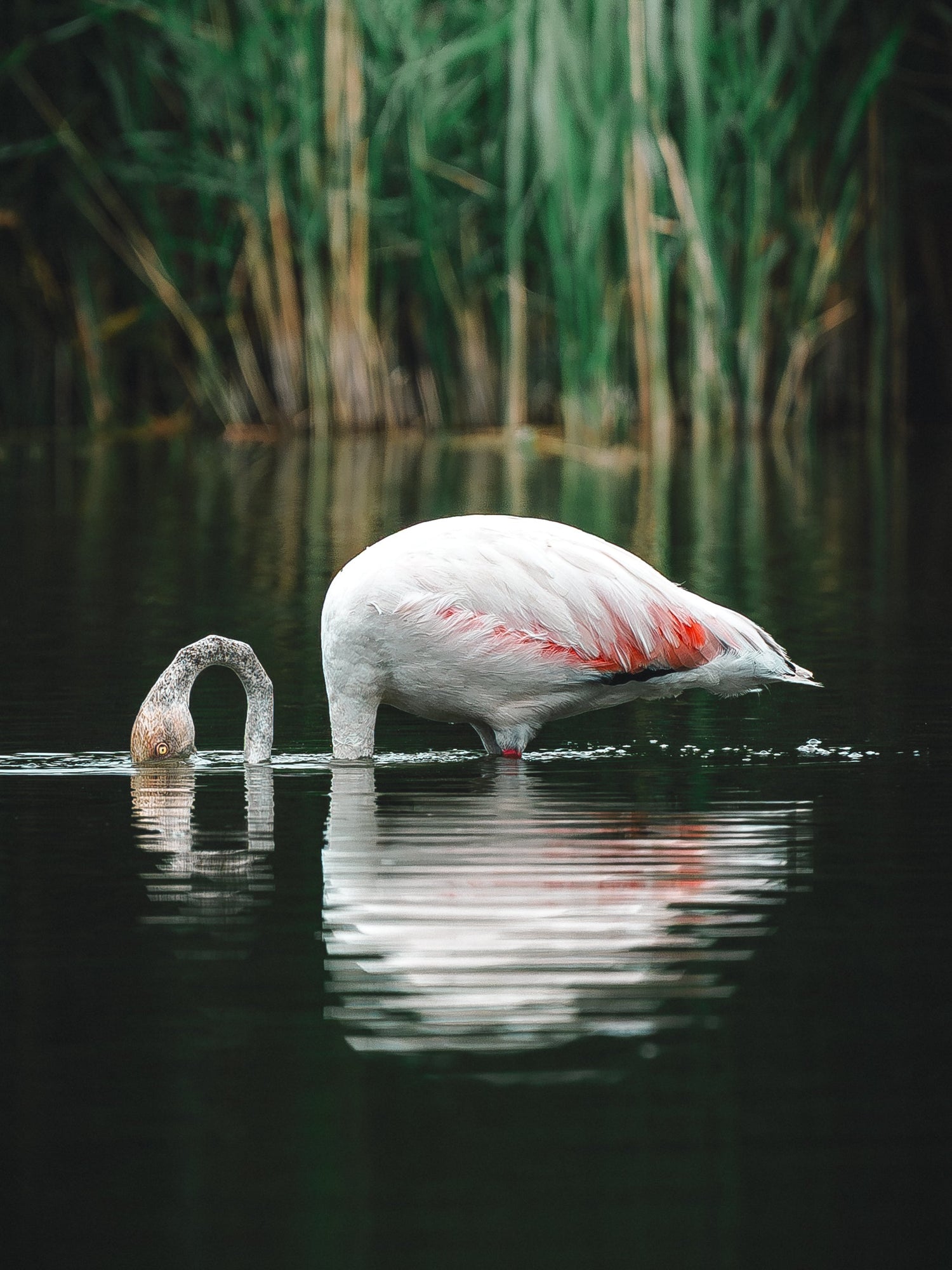 Wildlife