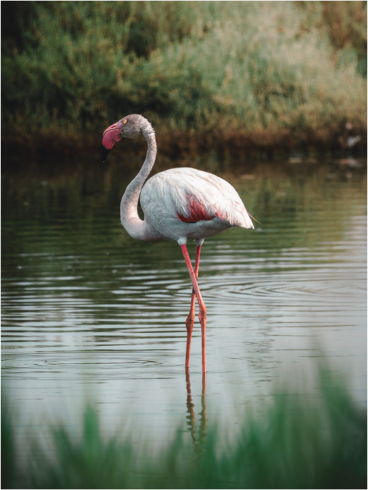 Main image Still Elegance