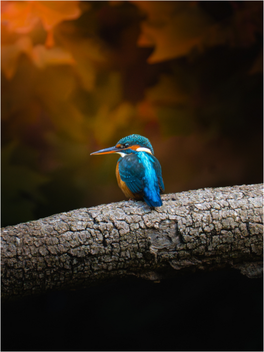 Main image Silent Watcher