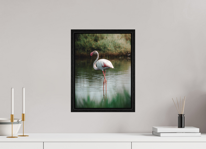 Flamant rose au repos