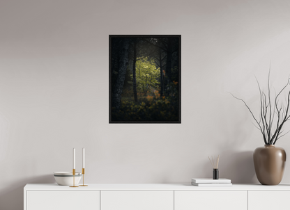 Clarté au cœur des bois