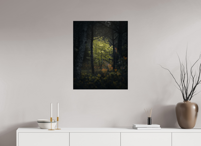 Clarté au cœur des bois