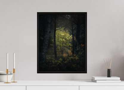 Clarté au cœur des bois