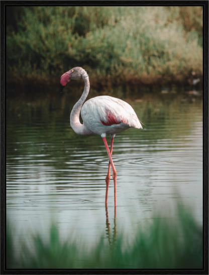 Flamant rose au repos