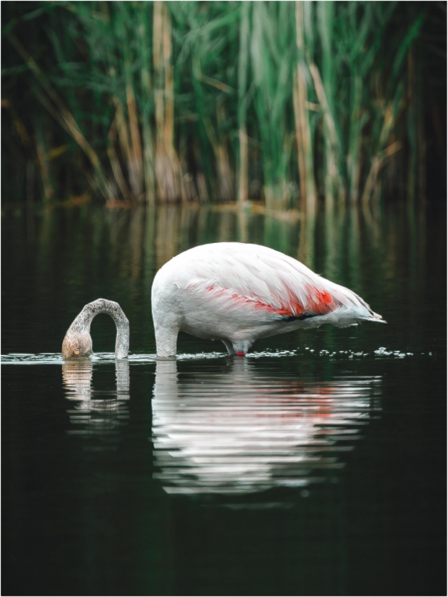 Main image Reflections of Calm