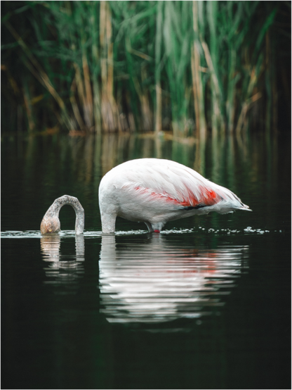 Main image Reflections of Calm