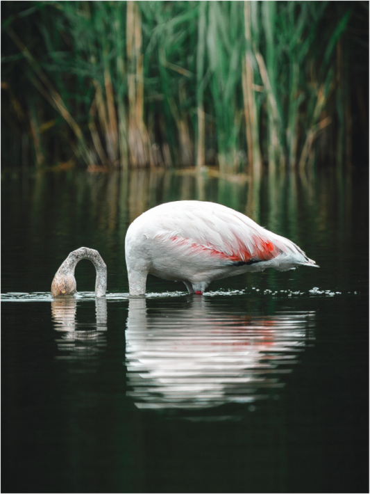 Main image Reflections of Calm