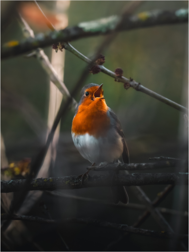 Main image Song of Dawn