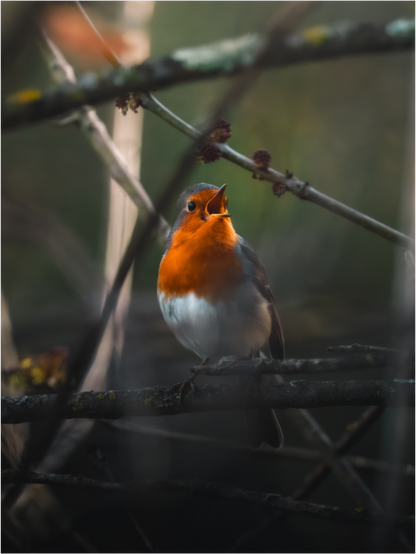 Main image Song of Dawn