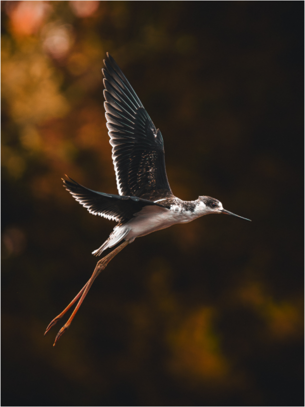 Main image Grace in Motion