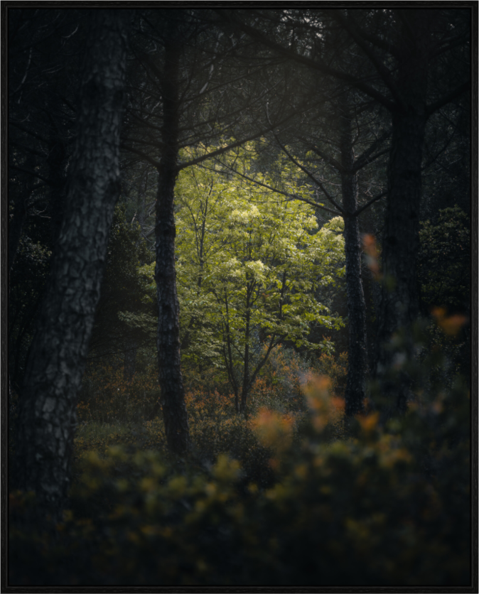 Clarté au cœur des bois