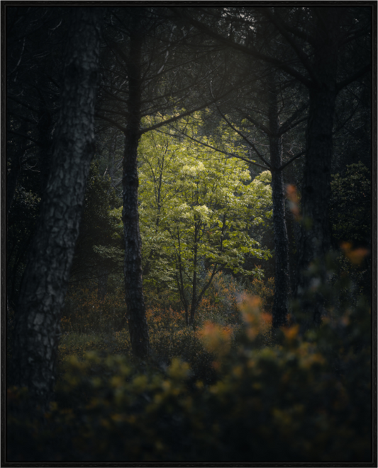 Clarté au cœur des bois