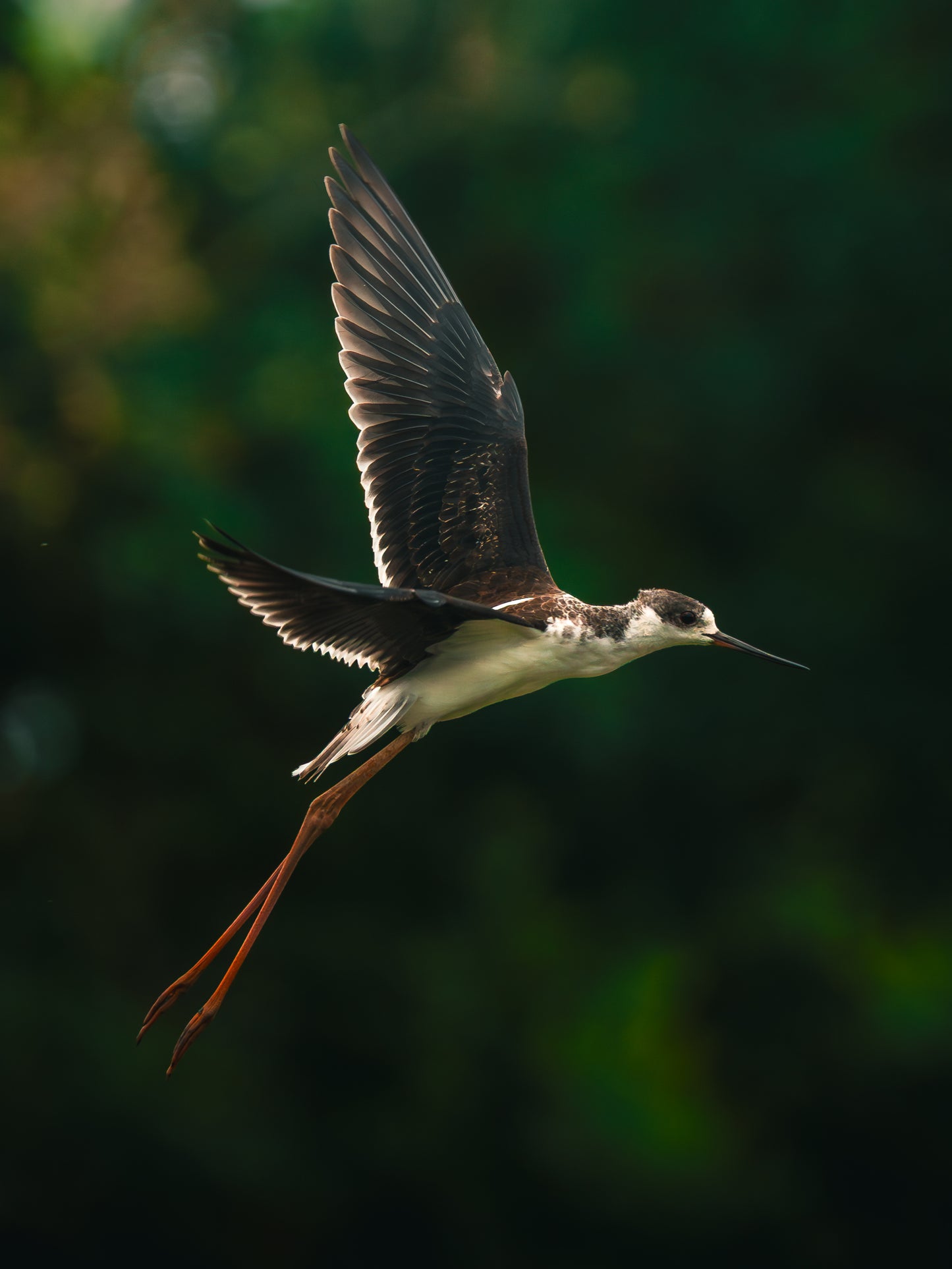 Cinematic Collection – Wild in Motion Lightroom Presets