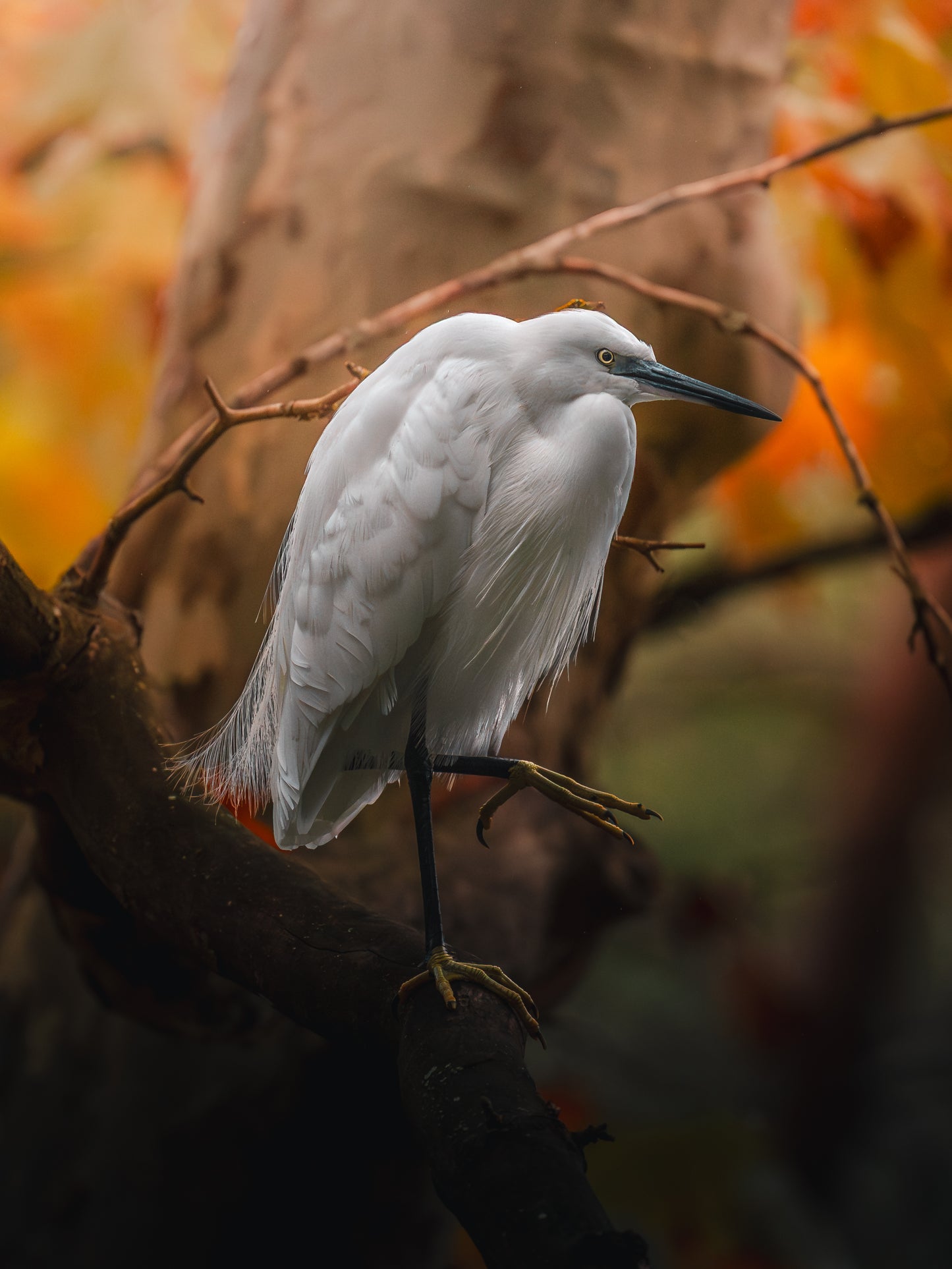 ⭐ Master Bundle — The Complete Storytelling Preset Collection