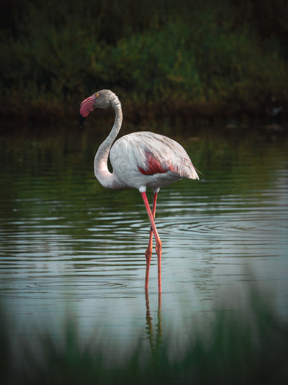 Cinematic Collection – Wild in Motion Lightroom Presets