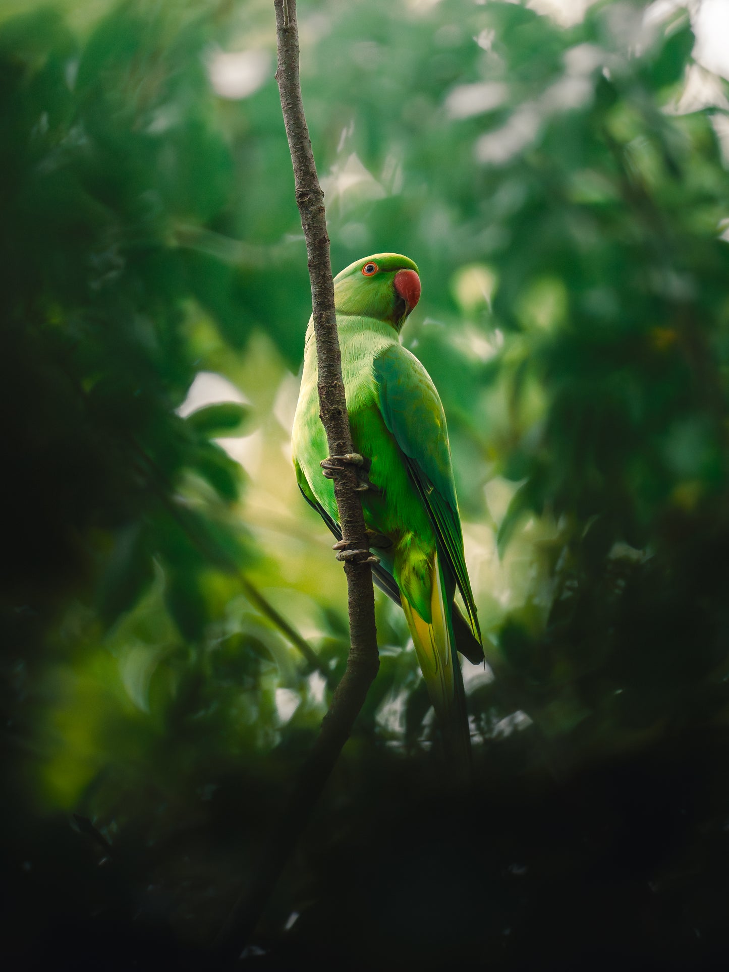 Cinematic Collection – Wild in Motion Lightroom Presets