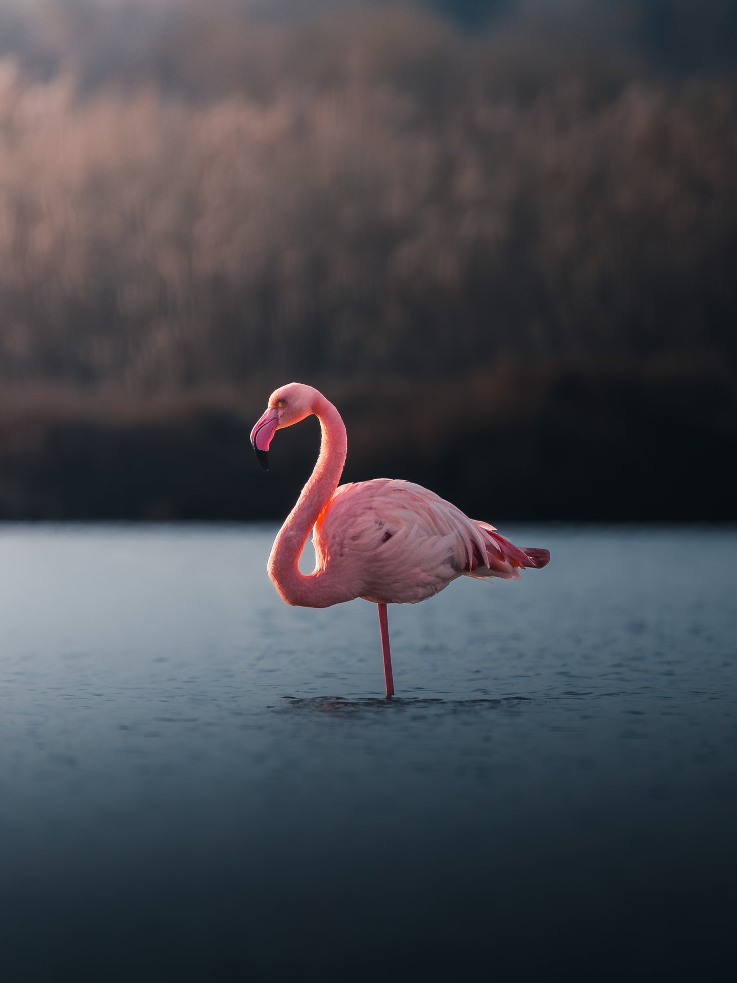 🌿 Seasonal Stories Collection — Lightroom Presets