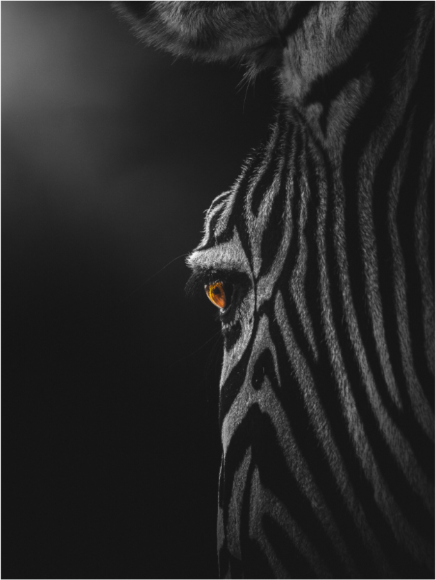 Main image Wild Gaze