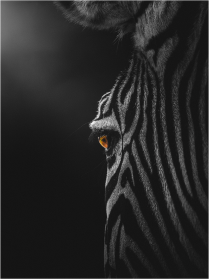 Main image Wild Gaze