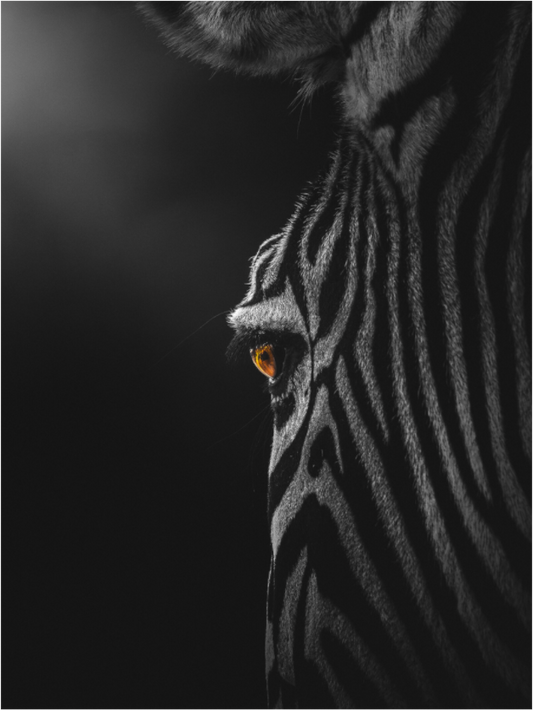 Main image Wild Gaze