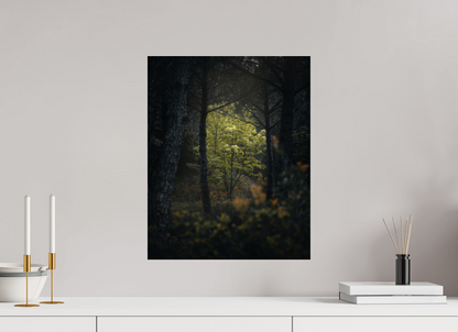 Clarté au cœur des bois