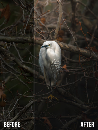 Cinematic Collection – Wild in Motion Lightroom Presets