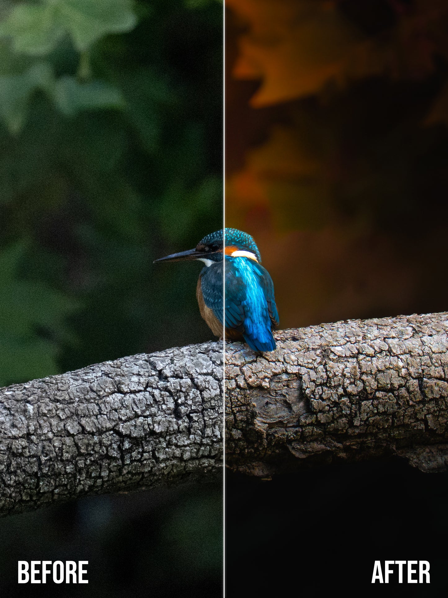 Cinematic Collection – Wild in Motion Lightroom Presets