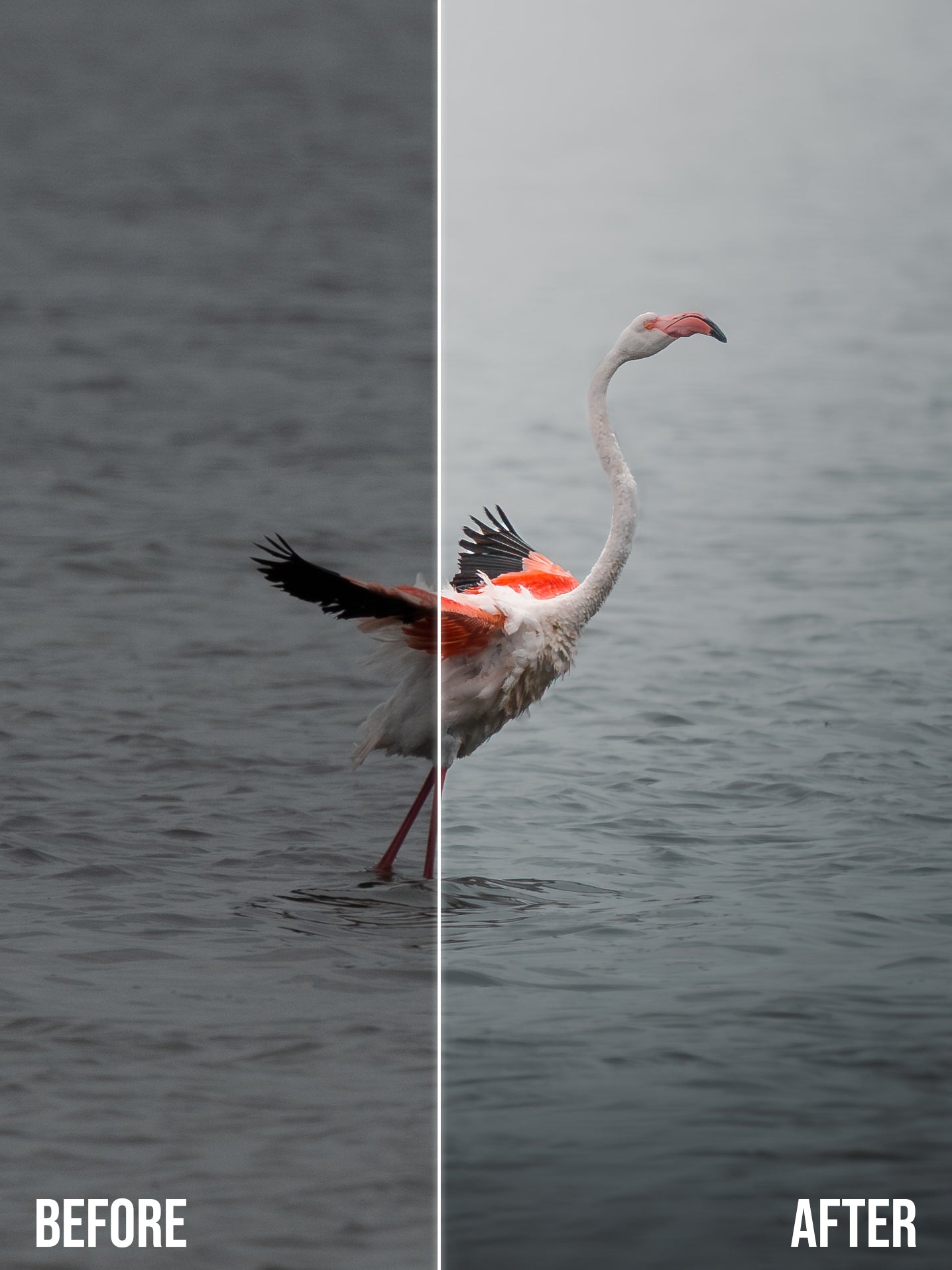 Cinematic Collection – Wild in Motion Lightroom Presets