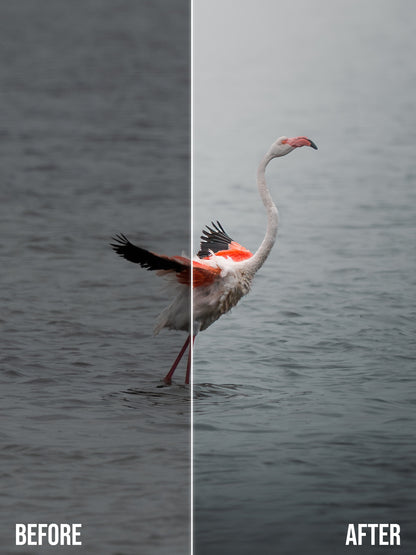 Cinematic Collection – Wild in Motion Lightroom Presets