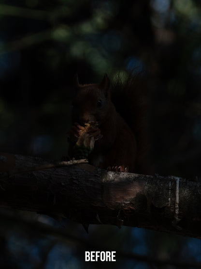 Cinematic Collection – Wild in Motion Lightroom Presets