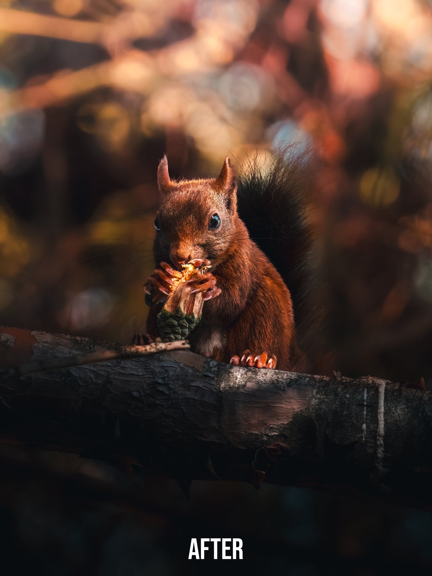 Cinematic Collection – Wild in Motion Lightroom Presets