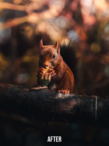 Cinematic Collection – Wild in Motion Lightroom Presets