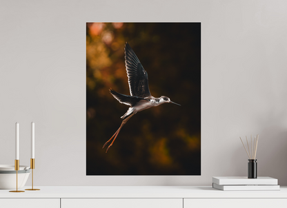 45 x 60 cm, Photo Print Under Acrylic Glass Grace in Motion