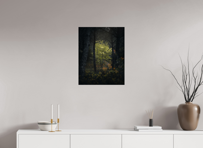 Clarté au cœur des bois