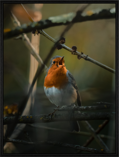 Rouge-gorge chanteur