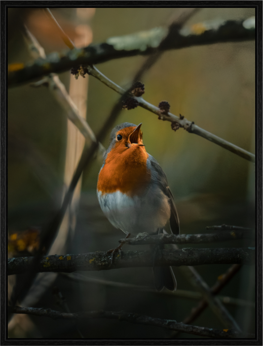 Rouge-gorge chanteur