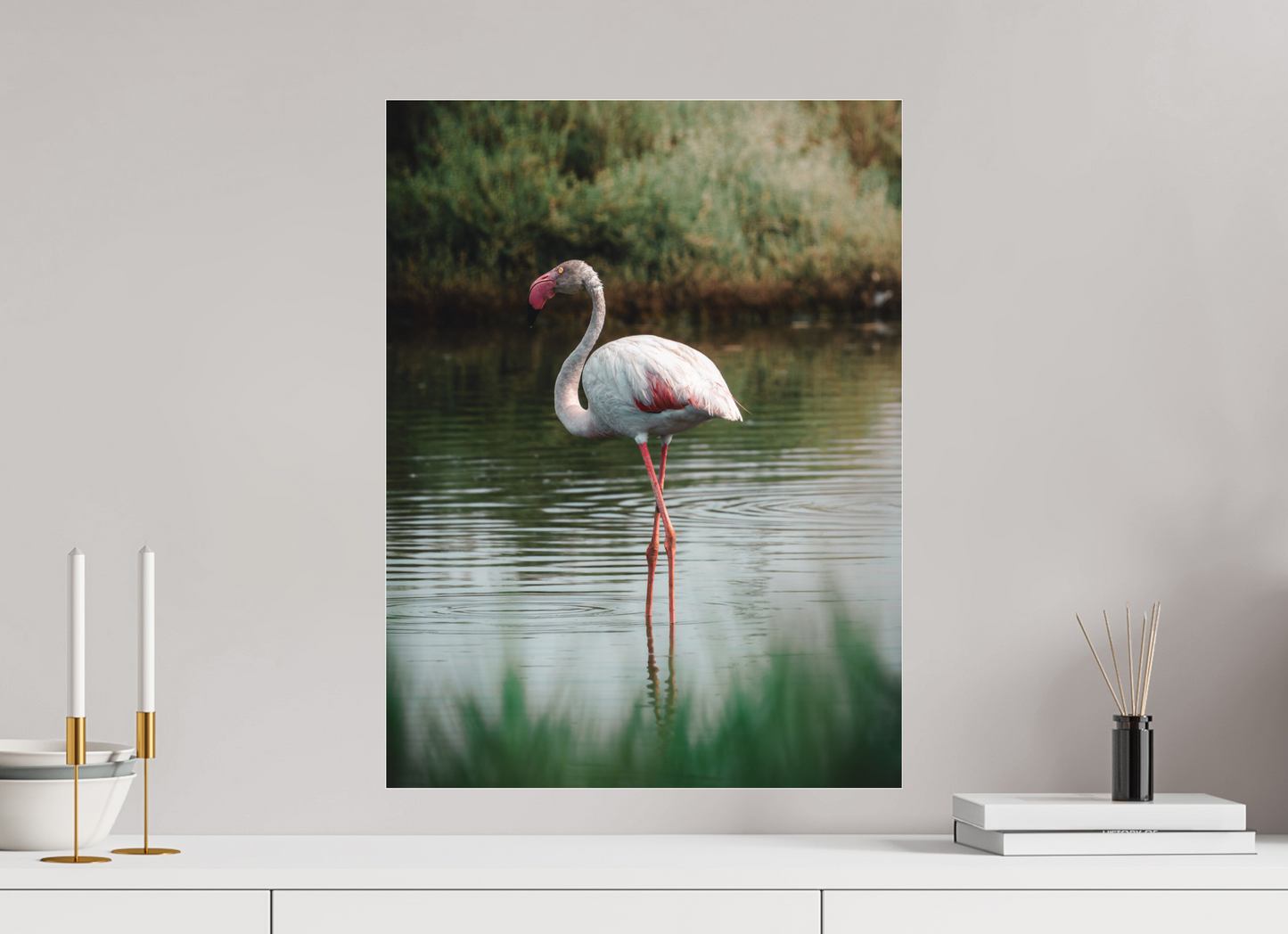 Flamant rose au repos