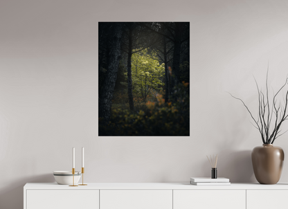 Clarté au cœur des bois