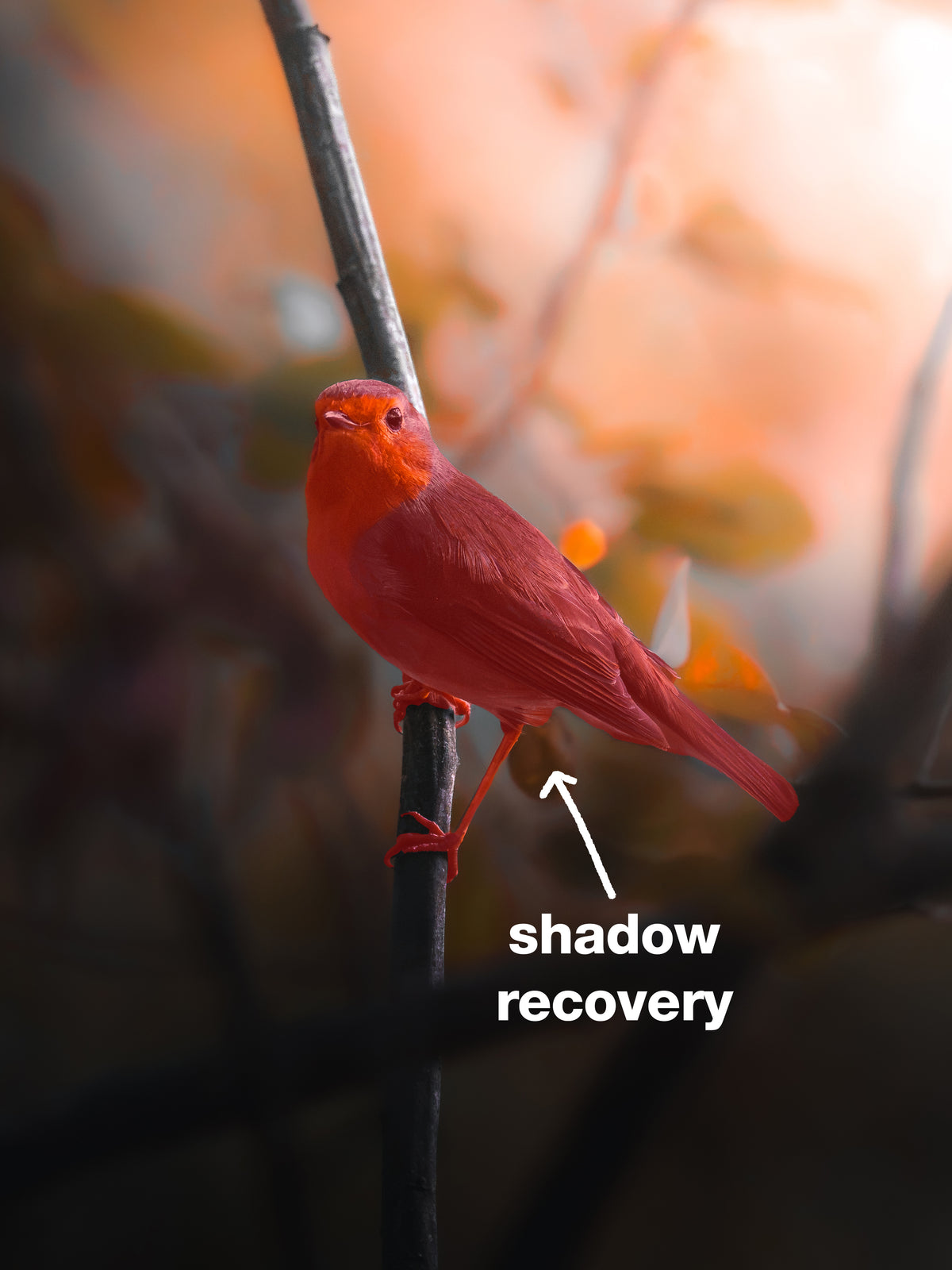 🌅 FIRST LIGHT — Free Lightroom Masking Toolkit